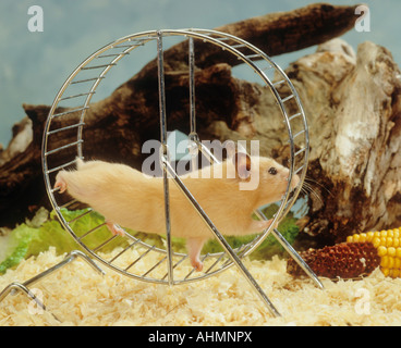 Golden Hamster im Rad laufen Stockfoto