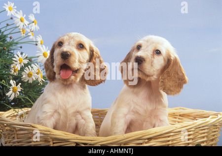 Cocker Spaniel Hund - zwei Welpen im Korb sitzen Stockfoto