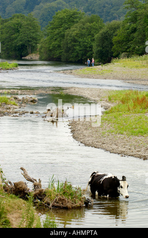 Kuh, die Abkühlung im Fluss Towy bei Llandeilo Carmarthenshire Wales UK Stockfoto