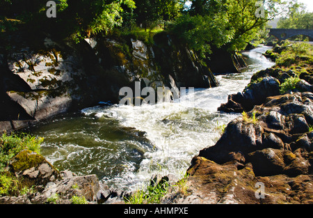 Fluss Teifi bei Cenarth Ceredigion West Wales UK Stockfoto