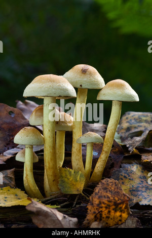 Nette Gruppe von Sulphur Tuft Grünblättriger Fasciculare mit herbstlichen Blätter Asridge park Stockfoto