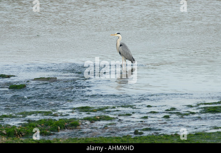 Ein grau Reiher Ardea Cinerea Fischen in der Gezeiten Cuckmere River Mündung Cuckmere Haven Sussex UK 4. Juni 2005 Stockfoto