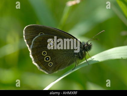 Weibliche Ringel Schmetterling Aphantopus Hyperantus ruht auf einem Grashalm Nahrungspflanze der seine Lava Cuckmere Haven Sussex UK 02 Ju Stockfoto