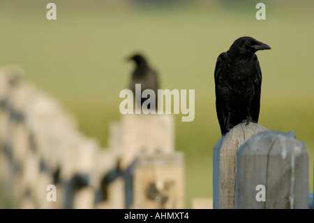 Ein Erwachsener AAS-Krähe Corvus Corone sitzt auf einem Zaunpfosten mit einem Jungvogel, die es immer noch im Hintergrund Cuckmere Fütterung ist Stockfoto