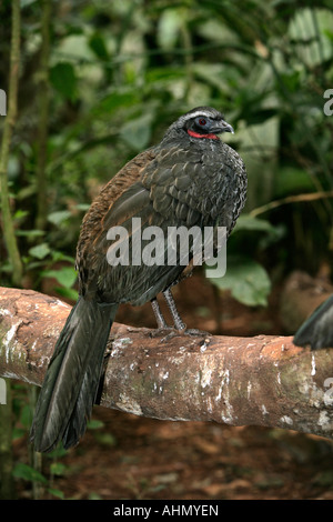 Altrosa Beinen Guan Penelope Obscura Brasilien Stockfoto