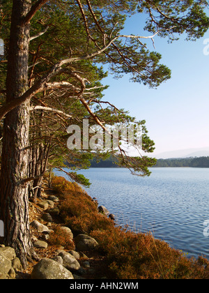 Bäume am Ufer von Loch Ness ein Eilean im Herbst, Rothiemurchus Cairngorms Schottland Stockfoto