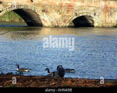 Lady-Brücke in Tamworth, am Flussufer mit Kanadagänse im Vordergrund. Stockfoto