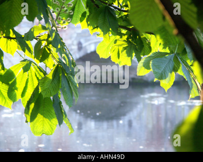 Brücke über einen Fluss und Gegenlicht Traufe. Ladybridge in Tamworth am Zusammenfluss der Flüsse Tame und Anker Stockfoto