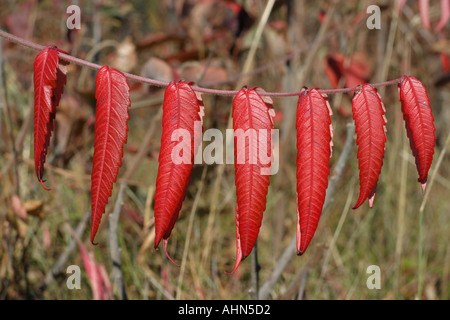dunkelrote Herbstlaub auf Ast Stockfoto