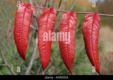 dunkelrote Herbstlaub auf Ast Stockfoto