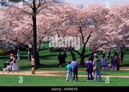 USA-Washington DC Gezeitenbecken im Frühjahr japanische Kirschblütenbäume blühen Stockfoto