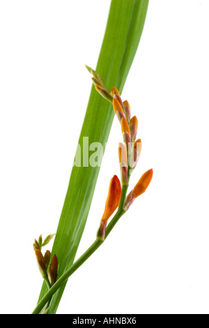 MONTBRETIA CROCOSMIA Stockfoto