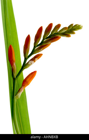 MONTBRETIA CROCOSMIA Stockfoto