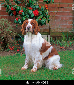Welsh Springer Spaniel im Garten Stockfoto