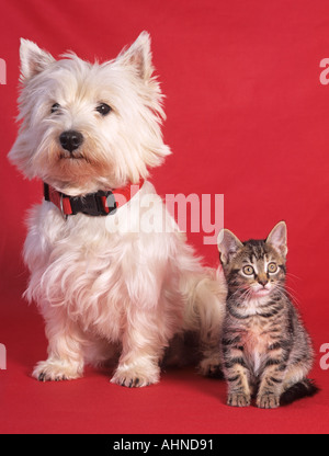 West Highland Terrier & Tabby Kitten Stockfoto