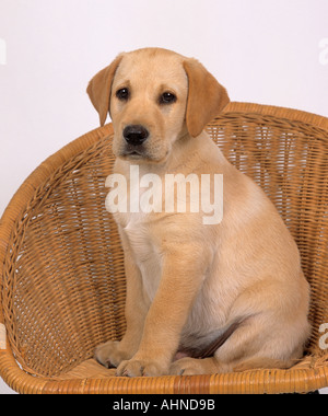 Gelber Labrador Welpen Portrait Stockfoto