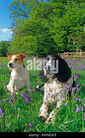 Englisch Springer Spaniel und Jack-Russell-Terrier Stockfoto