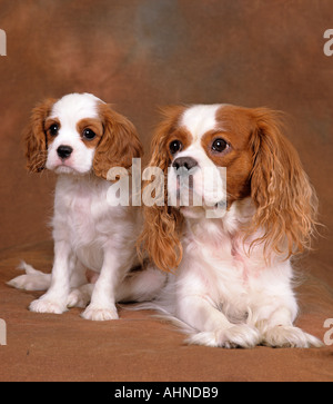 Cavalier King Charles Spaniel Blenheim (Chestnut und weiße) und der Welpe Stockfoto