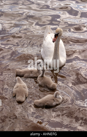 UK Devon Topsham Schwan und Cygnets auf Fluß Exe Stockfoto