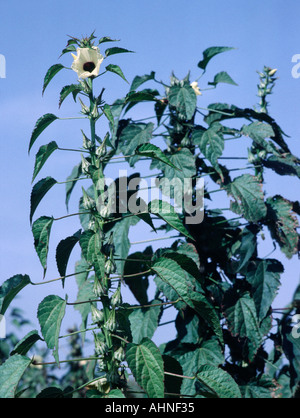 Okra-Pflanze, Hibiskus Esculentus, Gemüse kommt zur Blüte in Bauchi State, Nigeria, Westafrika Stockfoto