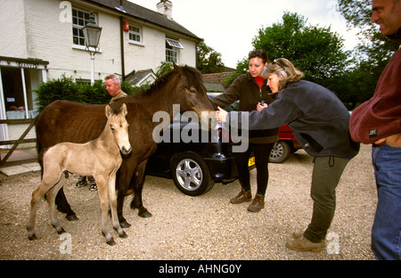 UK Hampshire Burley Stute Fohlen im Dorf Stockfoto