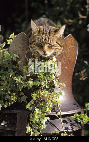 Tabby Katze schlafend im alten Schornstein umgeben von Blumen im Garten Stockfoto