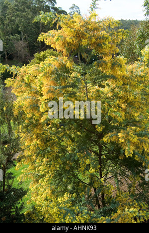 Cootamundra-Akazie in voller Blüte Stockfoto