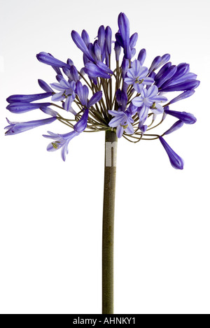 Agapanthus praecox Stockfoto