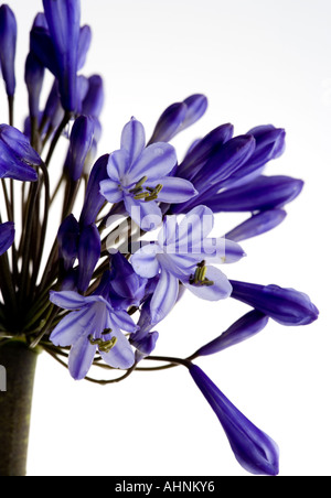 Agapanthus praecox Stockfoto