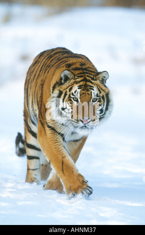 Vom Aussterben bedrohten sibirischen Tiger im Schnee Stockfoto