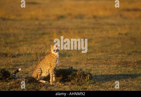Gepard im frühen Morgenlicht in Kenia Stockfoto