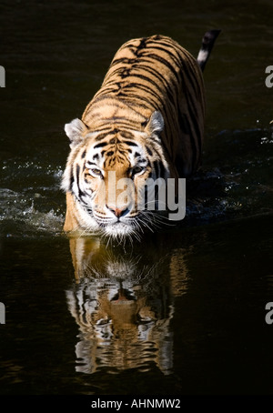 Panthera Tigris altaica Stockfoto