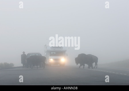 Bison Kreuzung Straße im Yellowstone National Park im Nebel Stockfoto