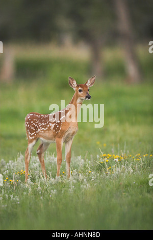 Whitetail Rehkitz Stockfoto