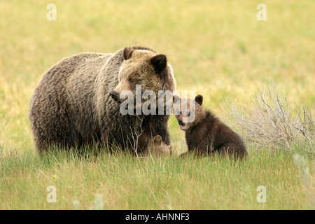Grizzly Bear Sau und Cub im Frühjahr im Yellowstone National Park Stockfoto
