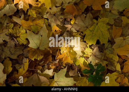 HERBSTFÄRBUNG DIE ABGEFALLENEN BLÄTTER VON DER ZUCKER-AHORN ZÜNDETEN ARBORETUM MORETON IN MARSH COTSWOLDS Stockfoto