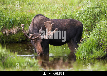 Bull Moose mit Geweih im Sommer samt Stockfoto