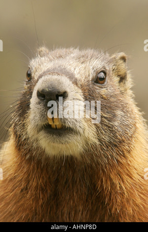 Gelbe bauchige Murmeltier Stockfoto