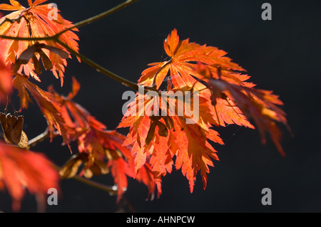 HERBSTFÄRBUNG BLÄTTER VON EINER JAPANISCHEN ACER HINTERGRUNDBELEUCHTUNG DURCH DIE HERBSTLICHEN SONNENSCHEIN ZÜNDETEN ARBORETUM MORETON IN MARSH COTSWOLDS Stockfoto