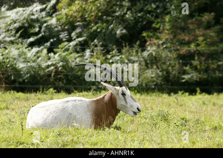 Scimitar horned Oryx (Oryx Dammah) sitzt auf einer Weide Weide Woburn Safari Park. Stockfoto