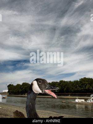 Dusch Ente am Fluss Stockfoto