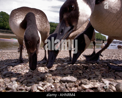 Enten füttern auf dem Riverbank, Putney, London Stockfoto