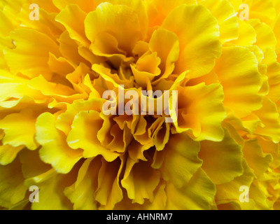 Nahaufnahme der gelben Blume Nelke (Dianthus Caryophyllus) Stockfoto