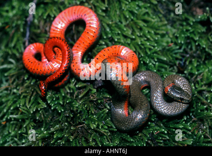 Ringneck Snake Diadophis Punctatus Santa Cruz Mountains, Kalifornien Stockfoto