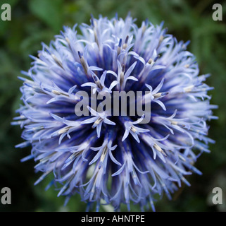 ECHINOPS RITRO GLOBE THISTLE mehrjährige Nahaufnahme der leuchtend blaue Blüte Blüte, spät Juli-Anfang august Stockfoto