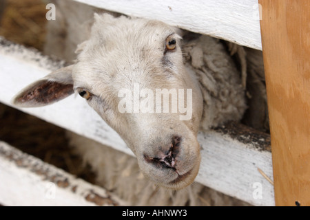 Schaf klemmt seinen Kopf zwischen Zaun Stockfoto