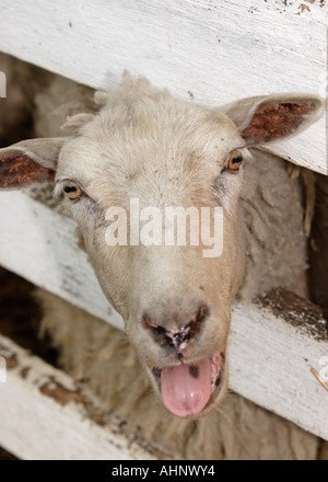 Sein Kopf ragte zwischen Zaun und blöken Schafe Stockfoto