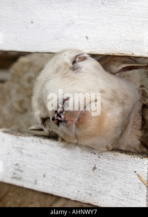 Schaf klemmt seinen Kopf zwischen Zaun Stockfoto