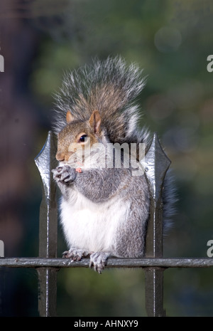 Graue Eichhörnchen Sciurus Carolinensis Essen eine Erdnuss am Geländer, London England UK Stockfoto