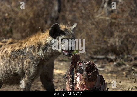 Gefleckte Hyänen ernähren sich von Buffalo Karkasse Stockfoto